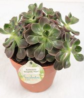 Cactus van Botanicly – Echeveria – Hoogte: 20 cm