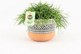 Cactus van Botanicly – Rotskoraal in gevormde keramiek pot als set – Hoogte: 20 cm – Rhipsalis Oasis
