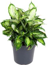 Kamerplant van Botanicly – Dieffenbachia Cool Beauty – Hoogte: 35 cm