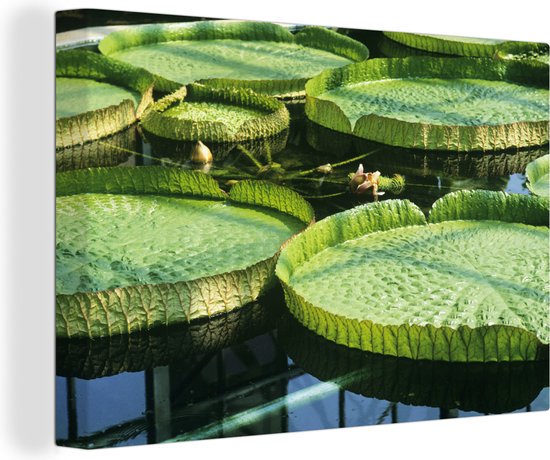 Canvas Schilderij Reuzenwaterlelies beschenen door de zon in het water - 120x80 cm - Wanddecoratie - OneMillionCanvasses