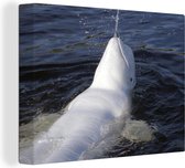 Canvas Schilderij Dolfijn - Wit - Zwemmen - 80x60 cm - Wanddecoratie