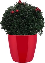 Hellogreen Kamerplant - Ilex Crenata - Japanse Kerst Hulst - 45 cm - ELHO Brussels Diamond Red