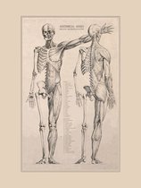 Vintage Poster Anatomie - Menselijk Lichaam - 40x30 - Hart, Organen en Spieren