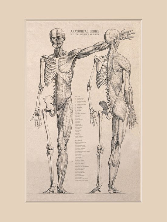 Affiche Vintage Anatomie - Corps Humain - 40x30 - Coeur, Organes et Muscles