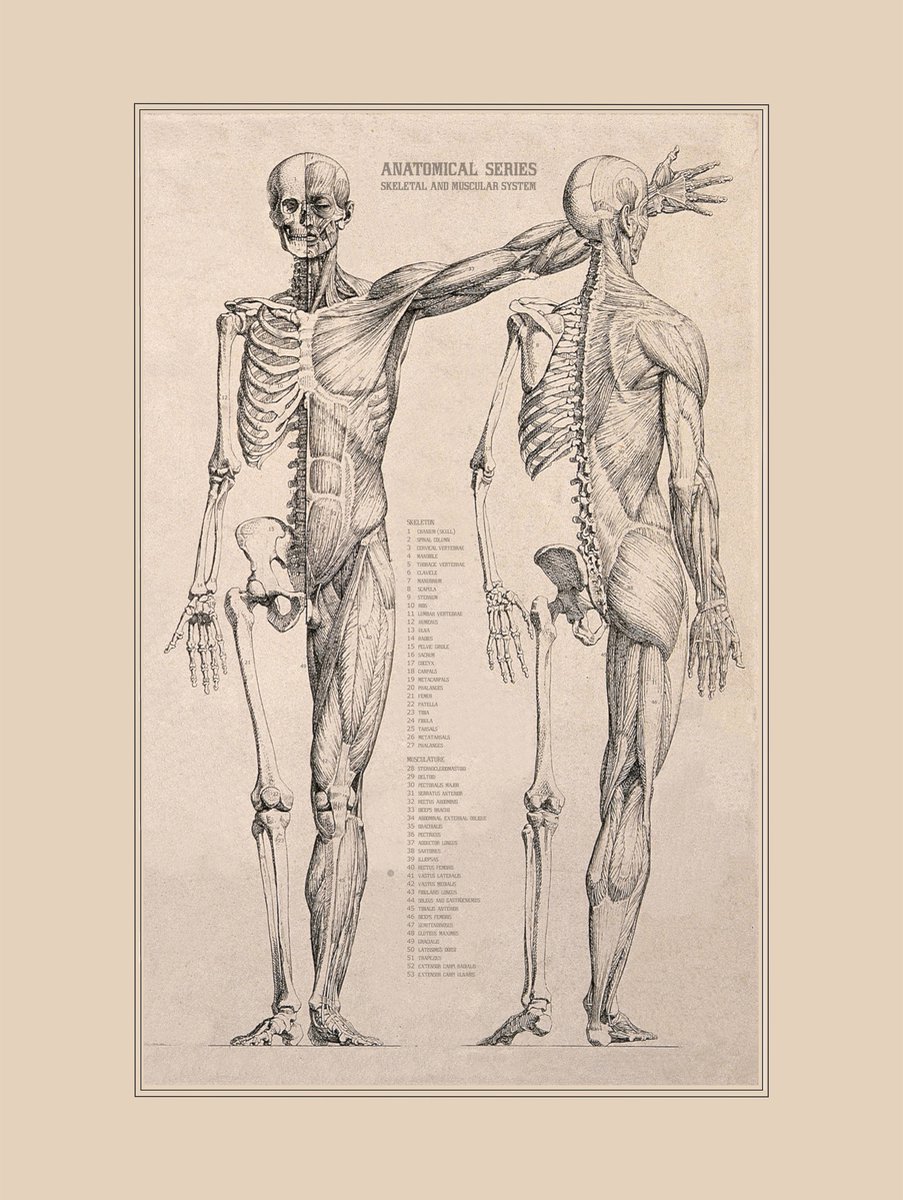 Esque Vintage Poster Anatomie - Menselijk Lichaam - 40x30 - Hart, Organen en Spieren Losse poster
