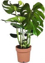 Plant in a Box - XL Monstera Deliciosa - Gatenplant - Pot 21cm - Hoogte 70-80cm