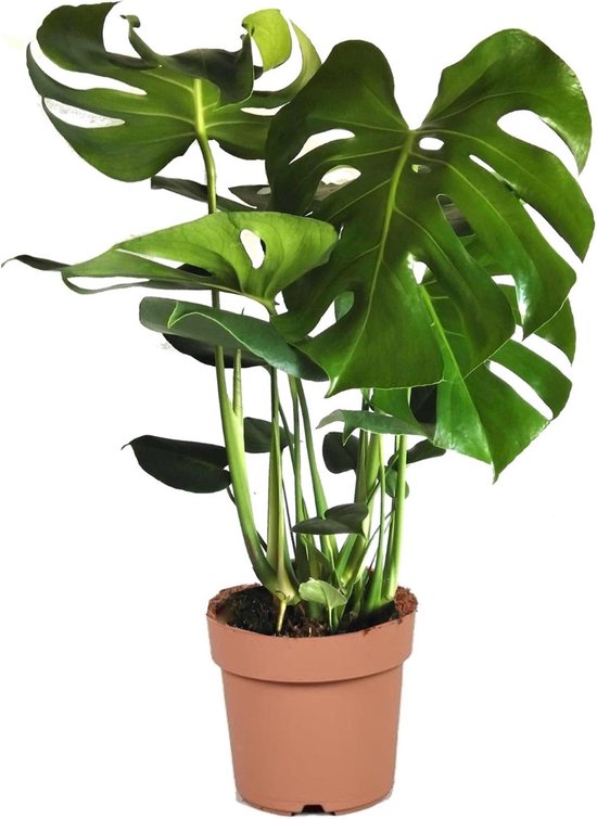 Plant in a Box - XL Monstera Deliciosa - Gatenplant - Pot ⌀21cm - Hoogte ↕ 70-80cm