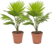 Plant in a Box - Set van 2 Livistona Rotundafolie - Waaierpalm - Pot ⌀12cm - Hoogte ↕ 35-45cm