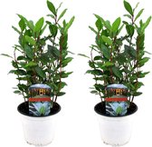 Plant in a Box - Set van 2 Keuken laurierstruiken - Laurus Nobilis - Laurier - Pot 14cm - Hoogte 30-40cm