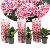 Plant in a Box - Hydrangea bicolor 'Camilla' - Set van 3 - 2-kleurige Hortensia's - Pot ⌀9cm - Hoogte  20-30cm