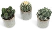Meet me in Granada | Cactus mix met bloempotten | ↑12-15 cm - Ø 8 cm | Blue |