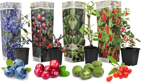 Plant in a Box - Smoothie Mix van 4 Fruitplanten - Goji, Blueberry, Cranberry en Kiwi - Pot ⌀9cm - Hoogte ↕ 20-40cm - Winterharde fruitbomen