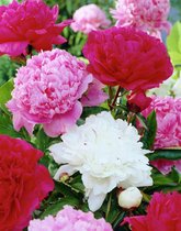 8x Pioenroos 'Paeonia gemengd'  bloembollen met bloeigarantie
