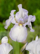 9x Iris 'Iris english cottage germanica'  bloembollen met bloeigarantie