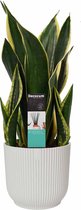 Hellogreen Kamerplant - Sansevieria Night Shade - 55 cm - ELHO sierpot Vibes Fold Round Zijdewit