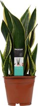 Hellogreen Kamerplant - Vrouwentong - Sansevieria Fire - 55 cm