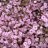 6x Gypsophila repens ‘Rosea’ - Kruipend gipskruid - Pot 9x9 cm