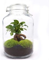 Terrarium - Jar plant - Ficus - ↑ 28 cm - Ecosysteem plant - Kamerplanten - DIY planten terrarium - Mini ecosysteem