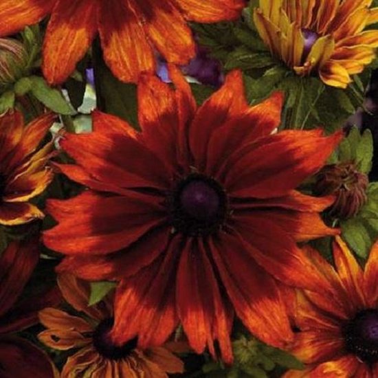 Rudbeckia Hirta Cappuccino ca 100 zaden