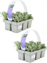 Lavendel - Lavandula angustifolia 'Hidcote' - 12 planten (2x sixpack) - Bodembedekker - Vaste plant - Tuinplant - Winterhard - Groenblijvend - Groen - Dwergstruik - Rijkbloeiend - Paarse bloem