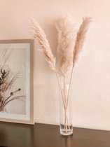 Pampas sierpluimen (gras) - 3 stuks - 80cm - Incl. verlengstuk