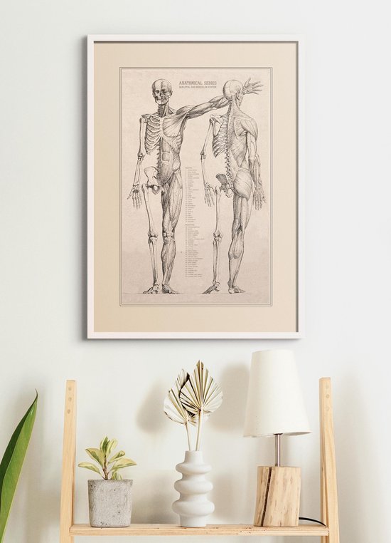 Foto: Poster in witte lijst vintage anatomie 70x50 cm hart spieren organen en skelet