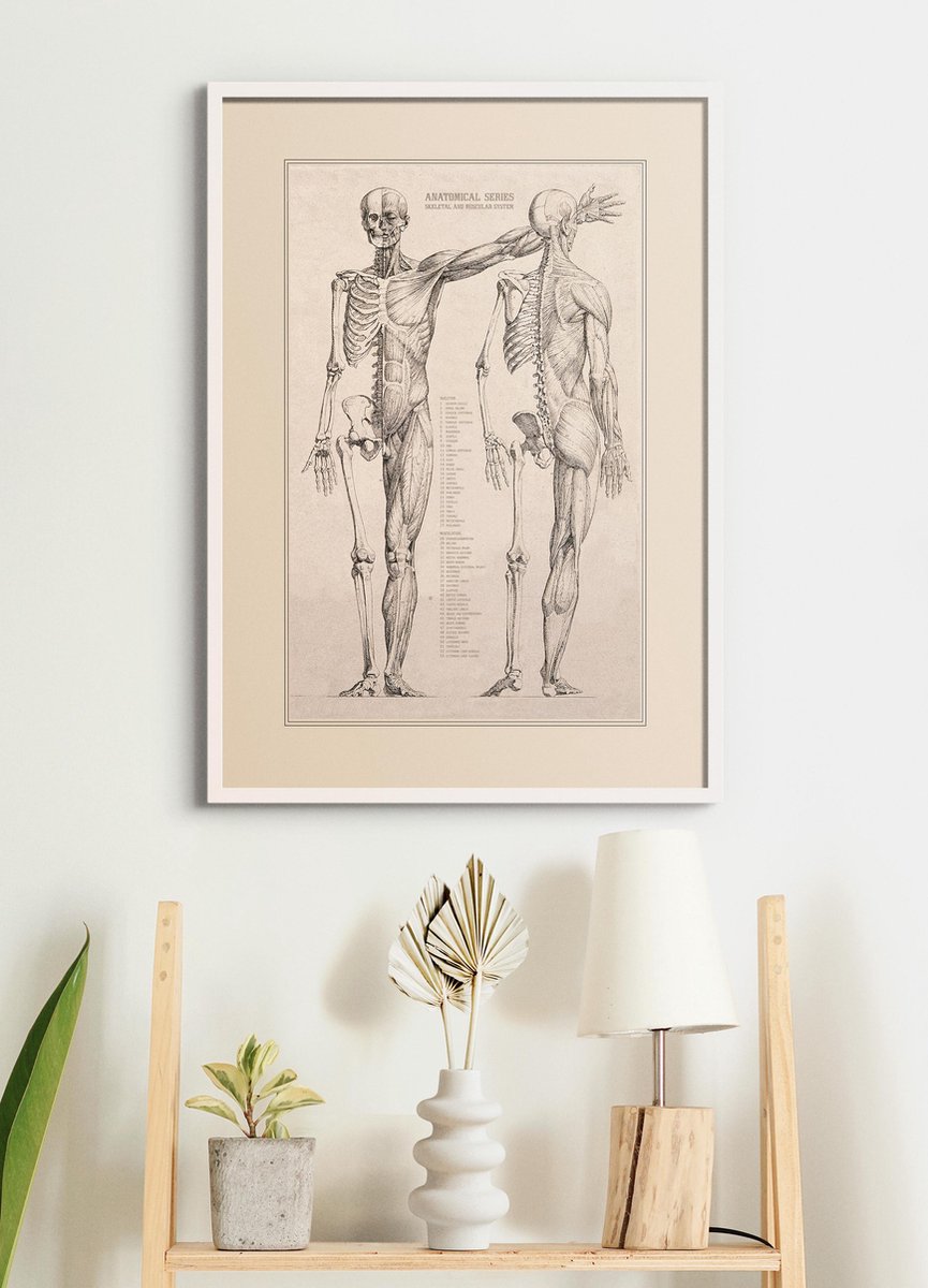 Esque Poster In Witte Lijst - Vintage Anatomie - 70x50 cm - Hart, Spieren, Organen en Skelet