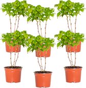 6x Rubus Idaeus BonBonBerry® 'Yummy' - Frambozen - Buitenplant - Zelfrijdend - ⌀12 cm - ↕25-35 cm