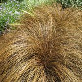 Carex comans 'Bronze Form' - Zegge - Planthoogte: 20 cm - Pot Ø 11 cm (1 liter)
