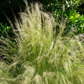 Stipa tenuissima 'Ponytails' - Vedergras - Planthoogte: 20 cm - Pot Ø 11 cm (1 liter)