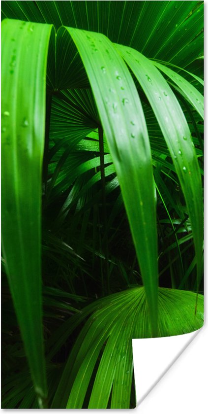 Poster Palmbladen in de jungle - 40x80 cm