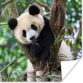 Poster - Panda - Wilde dieren - Natuur - Bos - Wanddecoratie - Kamer decoratie - Slaapkamer - 75x75 cm - Muurposter - Posters