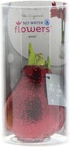 Wax Amaryllis Glitterz Rood in Koker | 1 stuk | Rood | Kamerplant