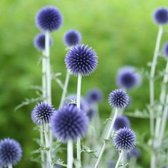 6x Echinops ritro ‘Veitch’s Blue’ - Kogeldistel - Pot 9x9 cm