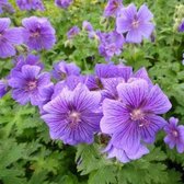 6x Geranium magnificum - Ooievaarsbek - Pot 9x9 cm