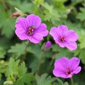 6x Geranium ‘Dilys’ - Ooievaarsbek - Pot 9x9 cm