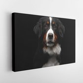 Close-up portret van Berner Sennenhond Nieuwsgierig kijken in de camera op geïsoleerde zwarte achtergrond - Modern Art Canvas - Horizontaal - 636913942 - 115*75 Horizontal