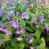 6x Pulmonaria angustifolia ‘Azurea’ - Longkruid - Pot 9x9 cm