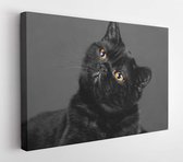 Onlinecanvas - Schilderij - Studioportret Dromende Zwarte Kat In Duisternis Art Horizontaal Horizontal - Multicolor - 40 X 30 Cm