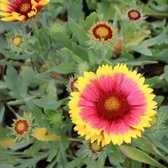 6x Gaillardia ‘Arizona Sun’ - Kokardebloem - Pot 9x9 cm