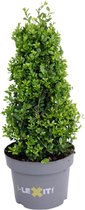 Ilex crenata 'Dark Green' - Japanse hulst - Piramidevorm - Planthoogte: 30 cm - Pot Ø 19 cm (3 liter)