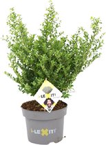 Ilex crenata 'Dark Green' - Japanse hulst - Struikvorm - Planthoogte: 50-60 cm - Pot Ø 23 cm (5 liter)