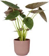 Kamerplant van Botanicly – Olifantsoor in roze ELHO plastic pot als set – Hoogte: 75 cm – Alocasia Wentii