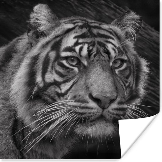 Van dichtbij weergegeven tijger in zwart/wit poster papier 30x30 cm - Foto print op Poster (wanddecoratie woonkamer / slaapkamer) / Wilde dieren Poster