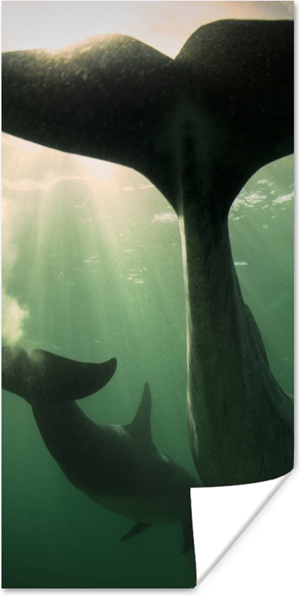 Affiche Dauphin - Water - Blauw - 80x160 cm