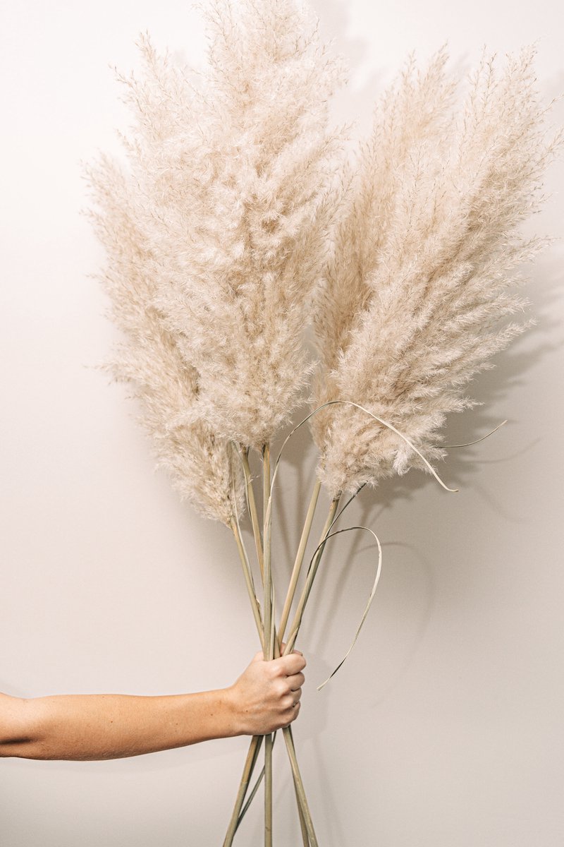 Pampas Pluimen Pampasgras Pampasgras Fluffy Pampasgras gedroogd Hollandse...