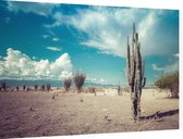 Cactus in de droge woestijn - Foto op Dibond - 60 x 40 cm