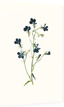 Tuinlobelia (Blue Lobelia White) - Foto op Dibond - 60 x 90 cm