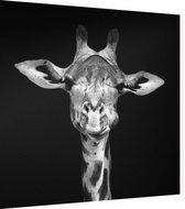 Giraffe op zwarte achtergrond - Foto op Dibond - 40 x 40 cm
