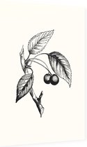 Zoete Kers zwart-wit (Gean) - Foto op Dibond - 60 x 90 cm
